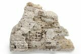 Agatized Fossil Coral - Florida #225135-1
